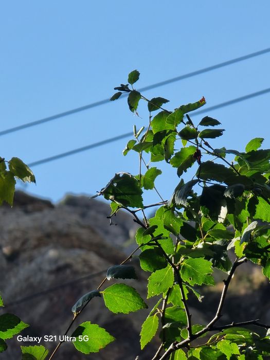 Саммунг с 21 ультра