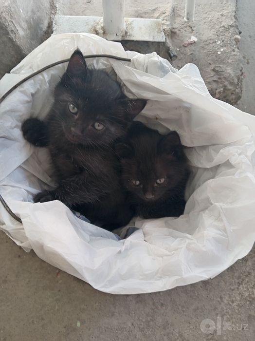 Две мальчики котята
