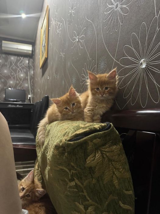 котенок мейн-кун