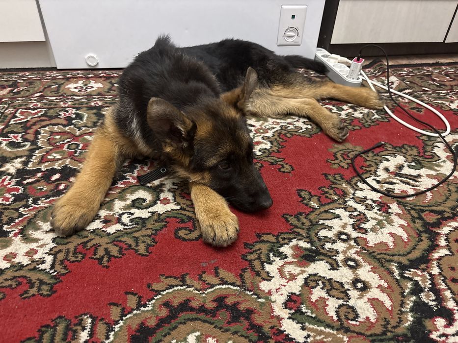 Продажа немецкой овчарки