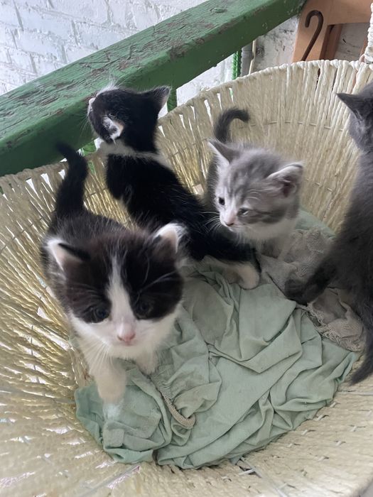 Породистые котята в добрые руки