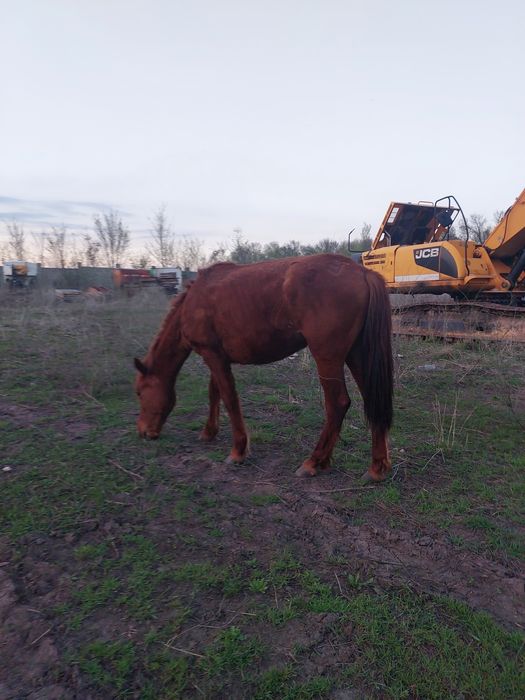 Продам кобылу. 2 года