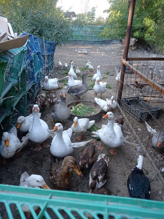 Продаю курей, гусей, уток ,