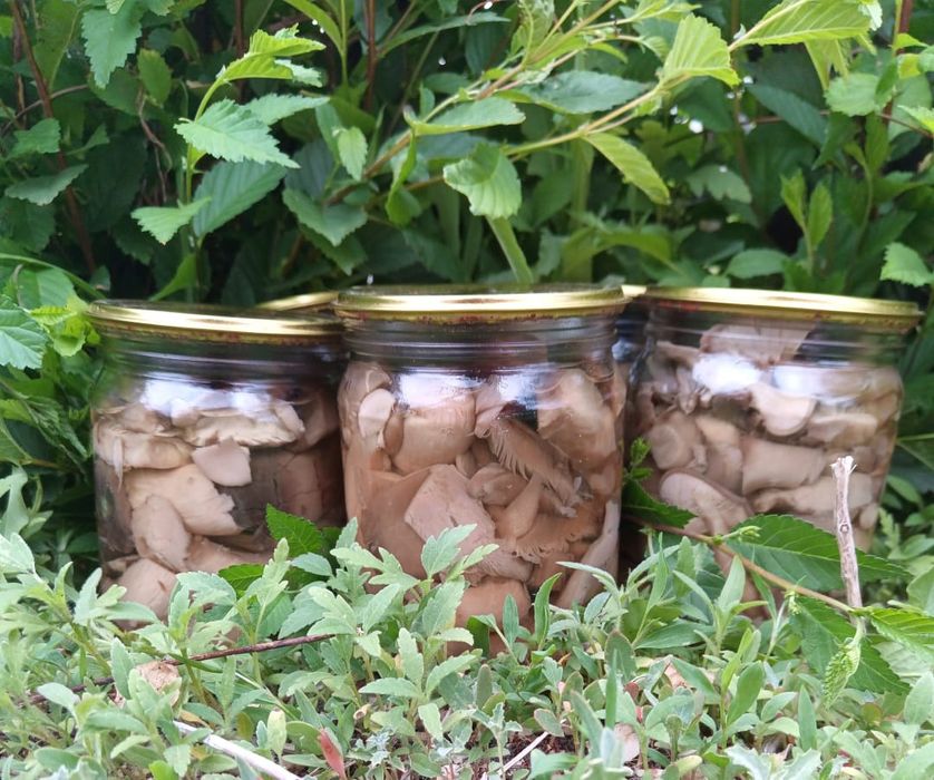 Грибы вешенки маринованные