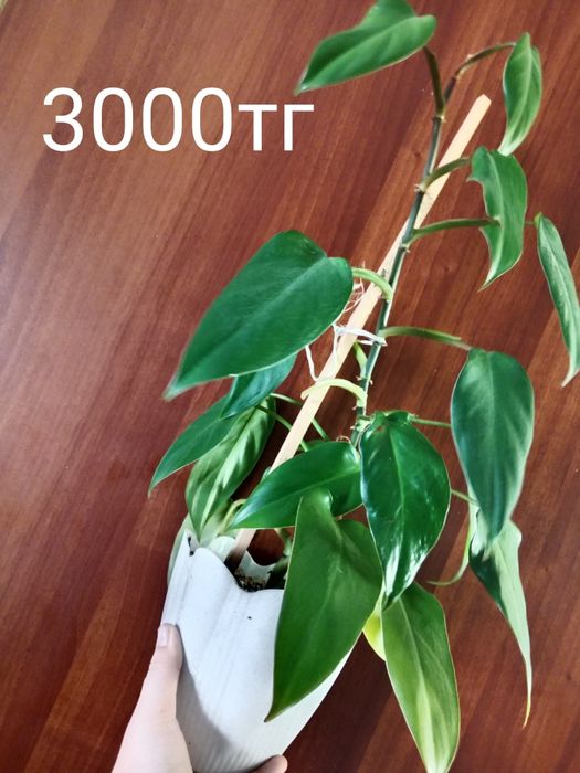 Продам коллекцию фелодрон