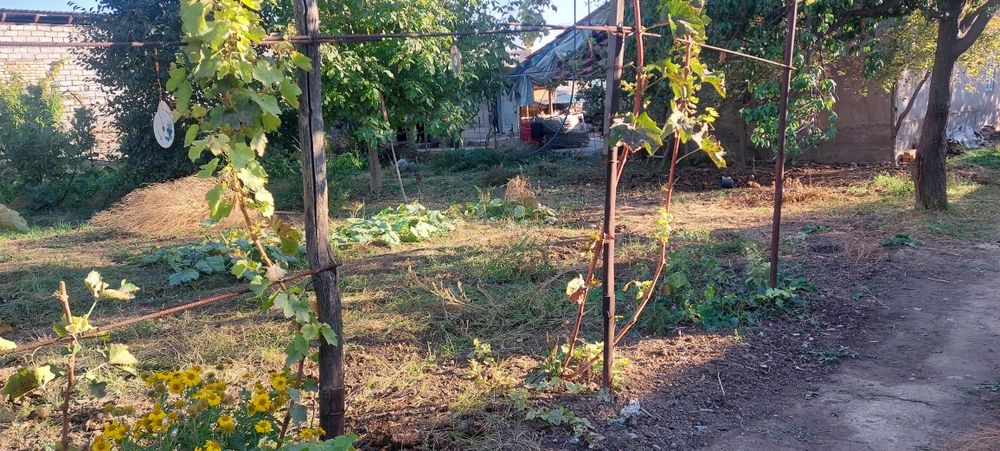 Quruq erni o'zi sotama