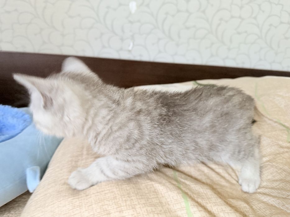 Британские котята серебро