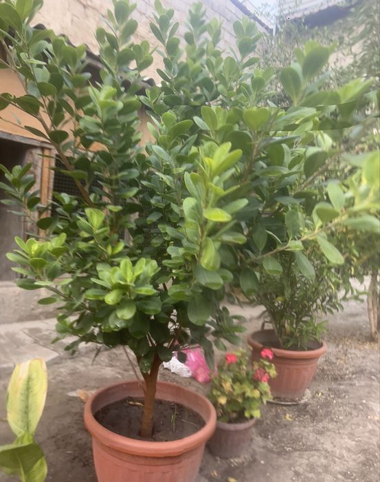 Жуда чиройли гул