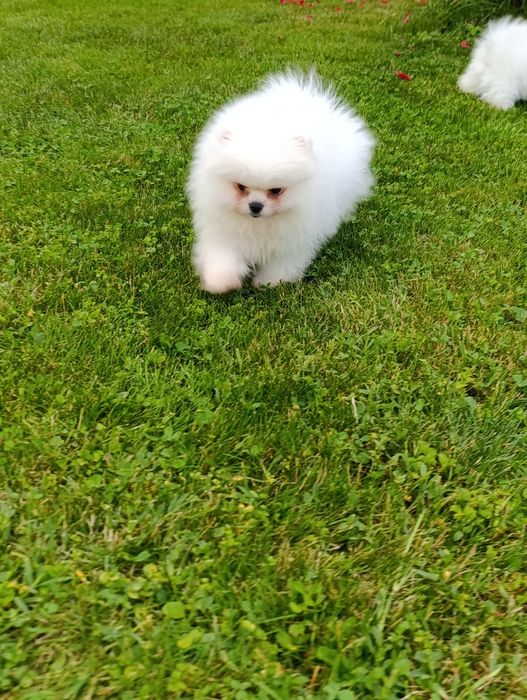 Pomeranian mascul mini toy