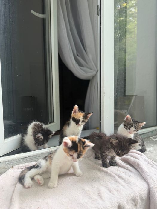 Котята в хорошие руки