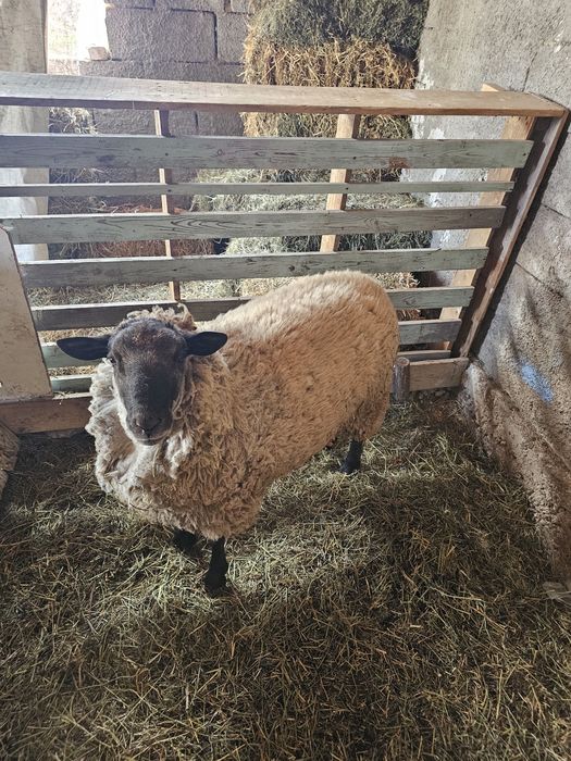 Berbec sufolk  metis de vânzare texel  oaie texel