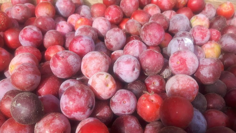 Продам цветы и саженцы.