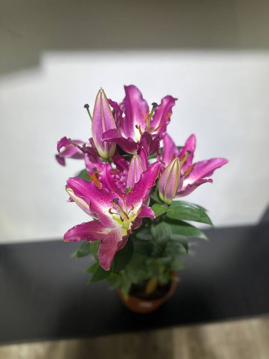 Комнатные цветы оптом