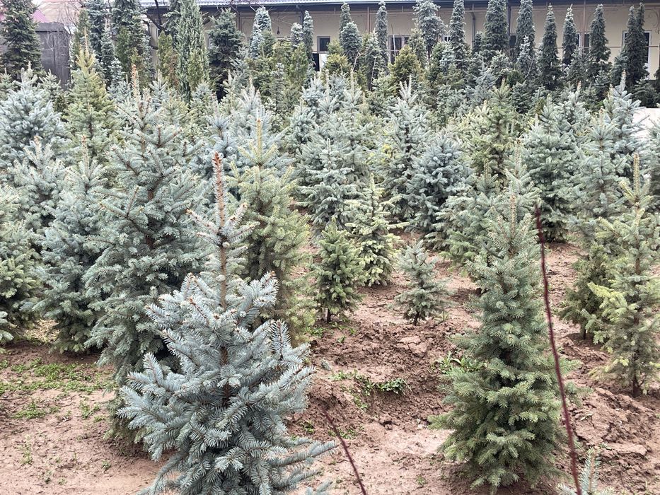 Голубая ель Archa goluboy moviy pitomnikdan 0.5 metrdan 6 metrgacha