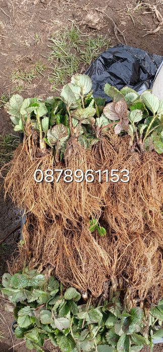 Целогодишни  Разсад ягоди и малини