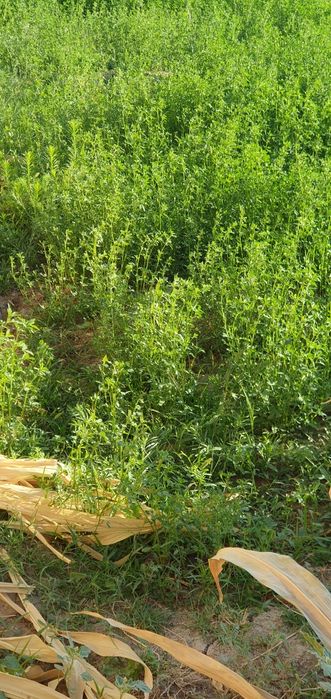 Ҳовли сотилади, Чироқчи тумани Каммунада 6 сотих ҳовли сотилади