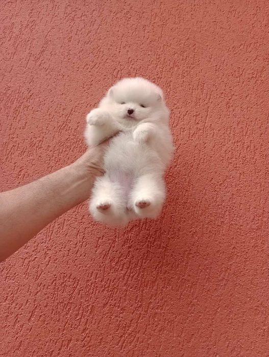 Померани на различни възрасти!!