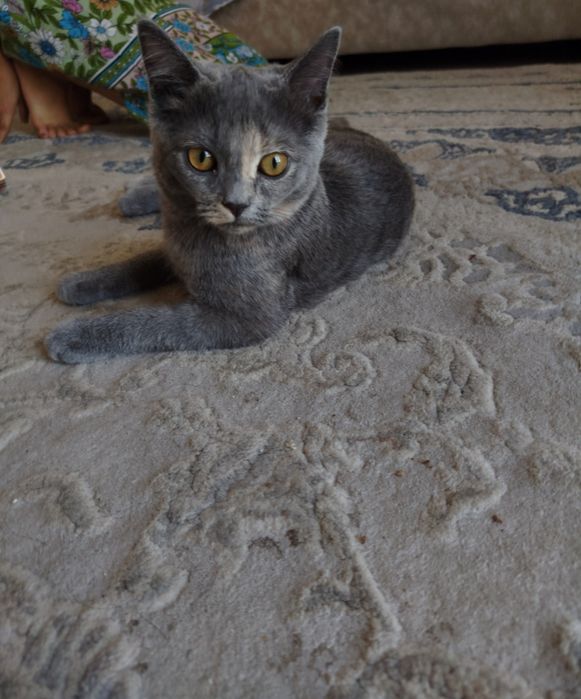 Продам КОТ British Shorthair , мушук сотилади