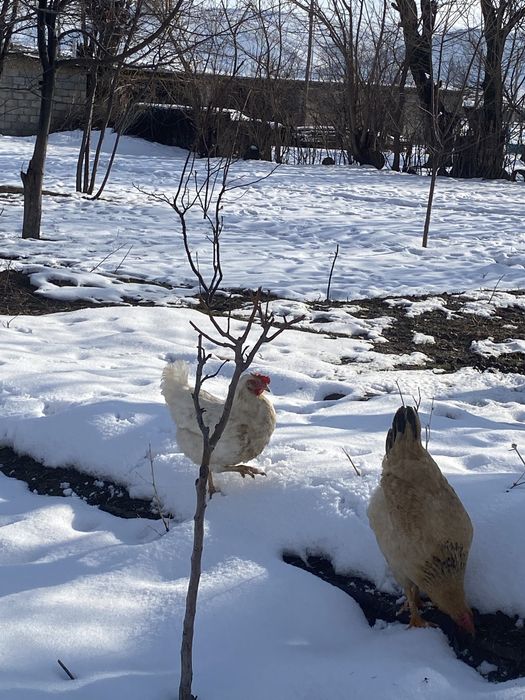 5 Тауық 1 Қоразымен сатылады