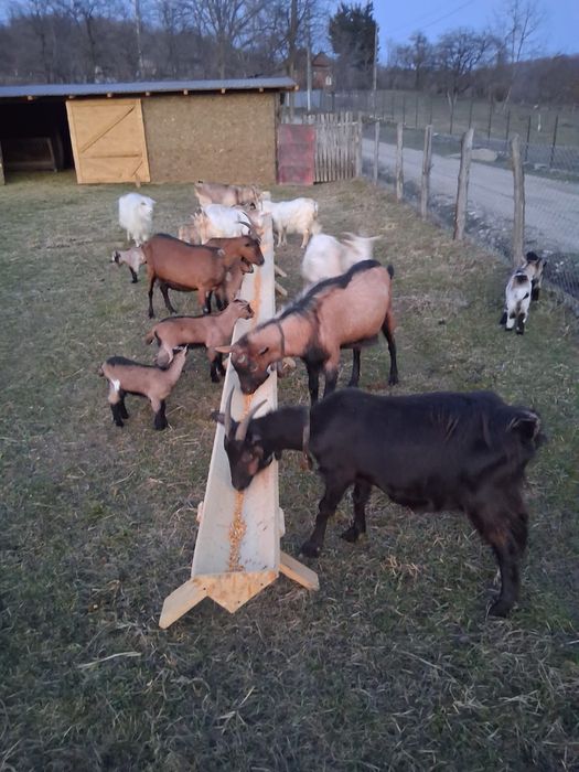 7 Capre cu iezi schimb cu o văcuță