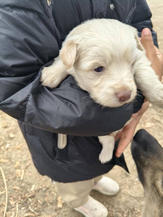 Отдам щенков в добрые руки