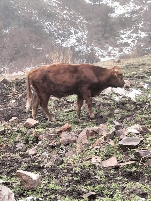 Бычок около года..