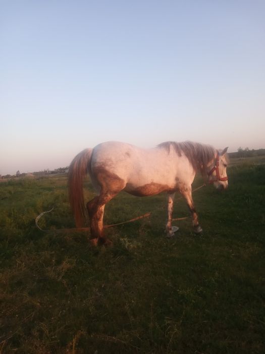 Vînd iapa are 8 ani