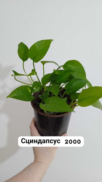 Продам эпипремнумы разногот вида