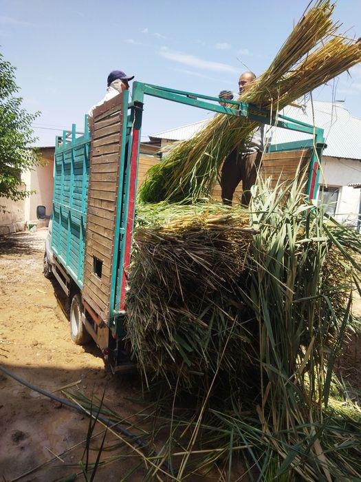 қамыс баубар бағасы 250тг