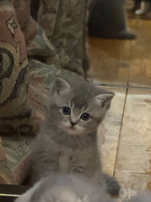 Продаюца котенки 2 мальчик 2девочка Скотиш фолд Окраска:Серебро