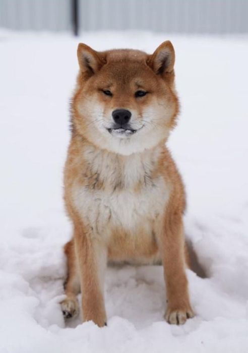 Шикарный мальчик породы сиба ину