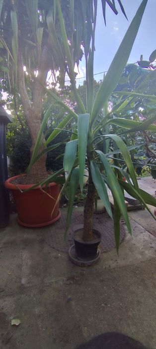 Vand planta yucca 3 m inaltime