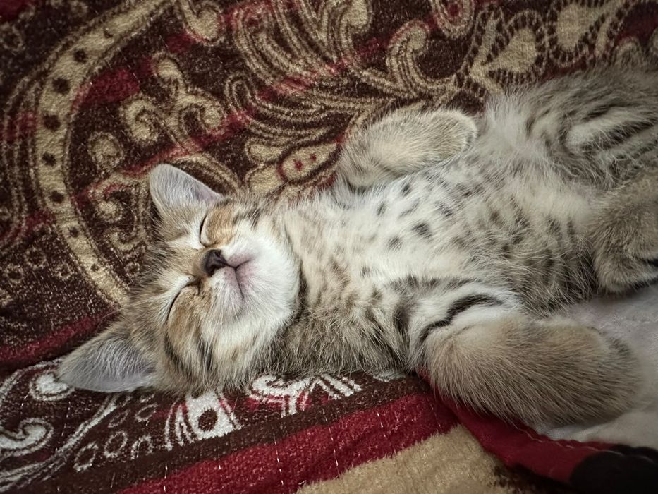 Отдам котенка.Девочка