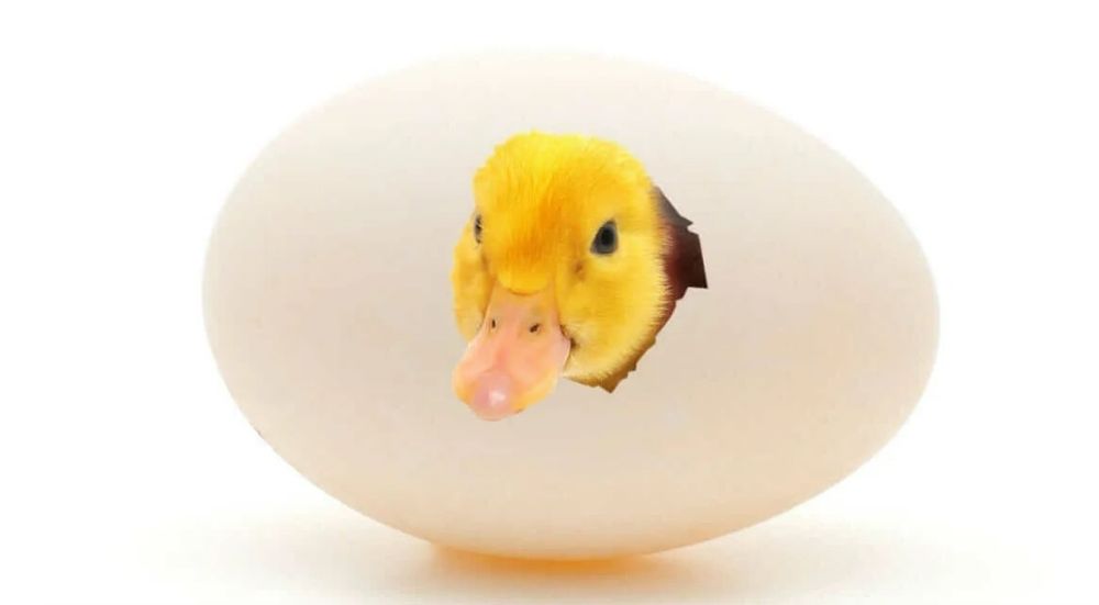 Куры несушки бройлера утята гусята