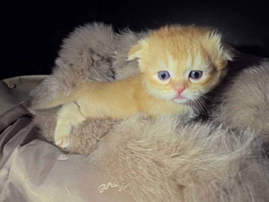 Чудесный шиншила мальчик скоттиш фолд