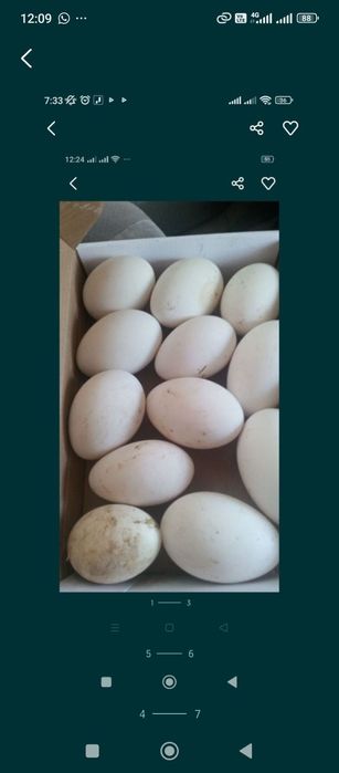 Яйца инуюкубационный бройлер