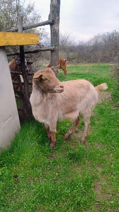 Vând capre tinere !