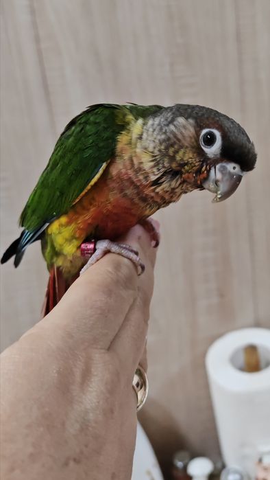 Продаётся ручной попугай.