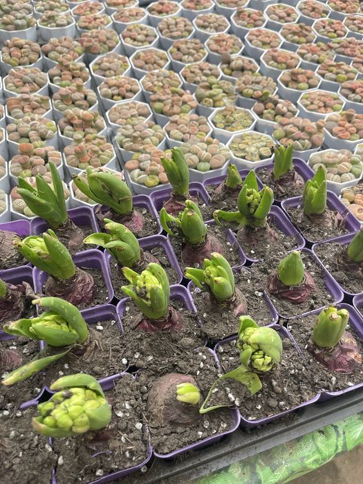 Гиацинты - готовые луковицы в продаже