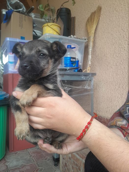 Отдам щенят в хорошие руки