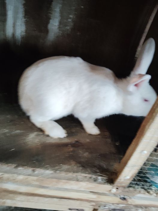 Hikol quyolari sotiladi