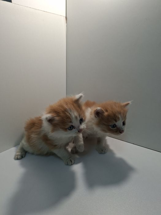 Отдам в добрые руки котят кошечек