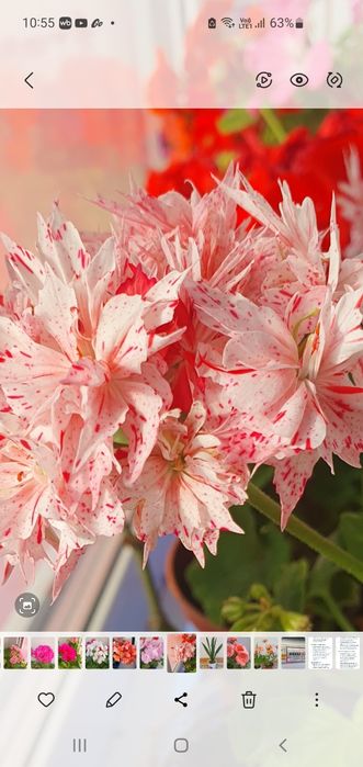 Пеларгония стеллар Richard Hodgson'.