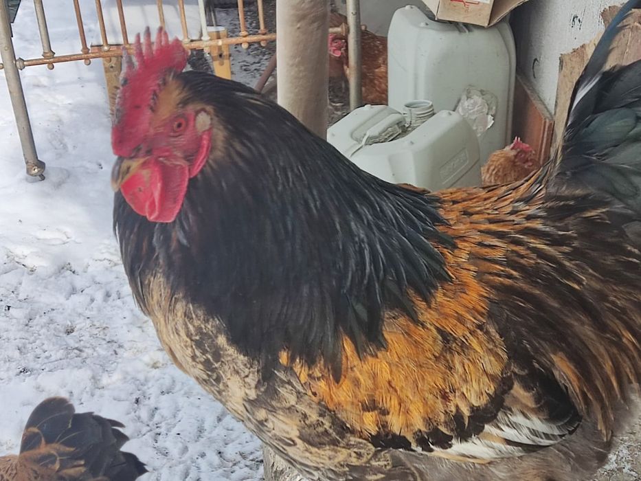 Қораз,Петух 8 айлық