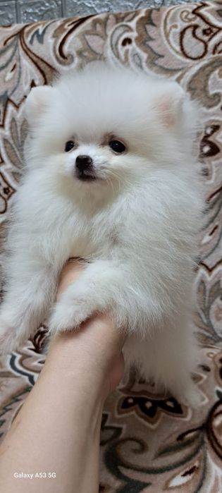 Продам шпица девочку