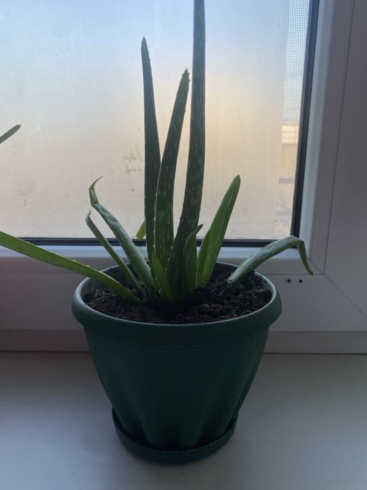 Алое годовалое 2 горшка