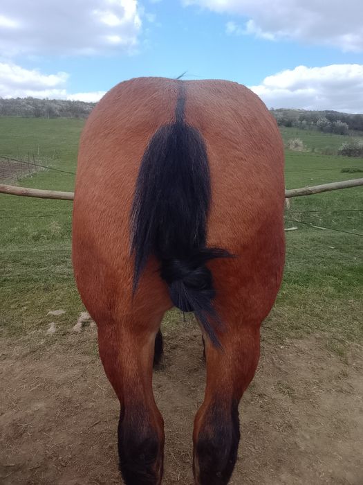 Vând mânz de 1 An foarte cuminte și cu forme bune !