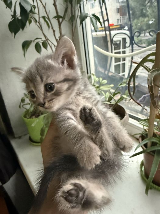 Отдам котят в добрые руки.