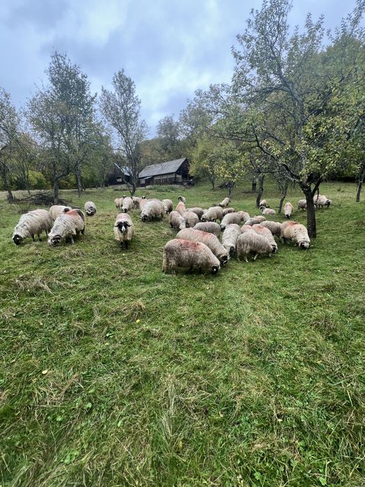 Oii de vanzare si 2 berbecii