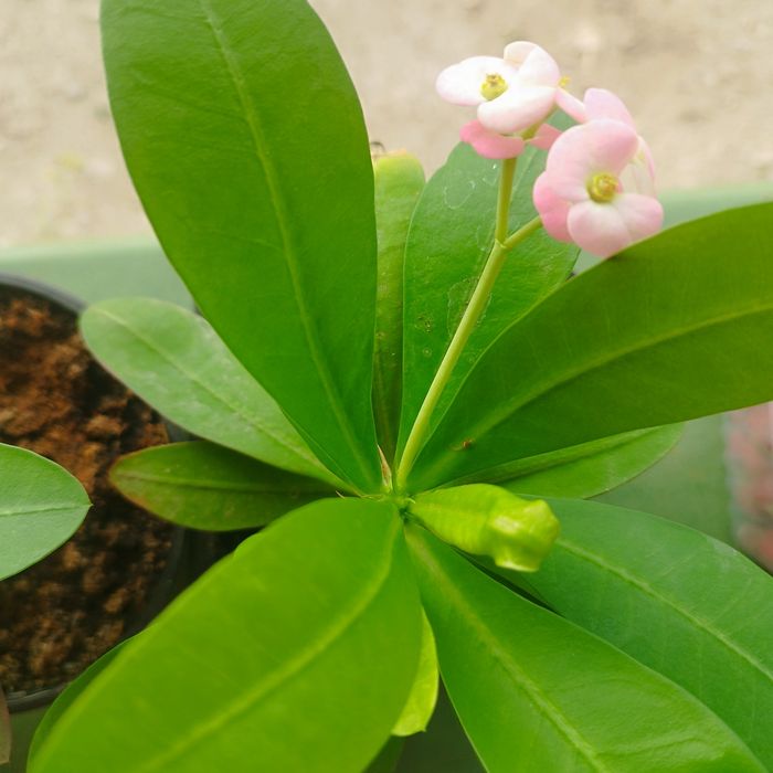 Продам комнатные цветы.